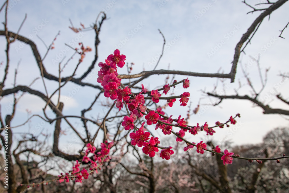 Plum blossoms at Jindai Botanical Garden, Tokyo, Japan Plum blossoms at Jindai Botanical Garden, Tokyo, Japan