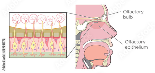 Detail of the olfactory bulb (olfactory organ) showing the nerve cells between the bulb and the olfactory epithelium photo