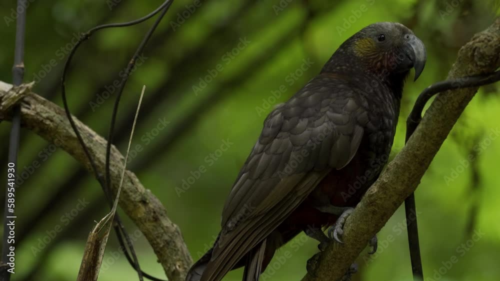 Kaka bird, endemic new zealand bird in the wild. New Zealand Kaka bird, endemic new zealand bird in the wild. New Zealand