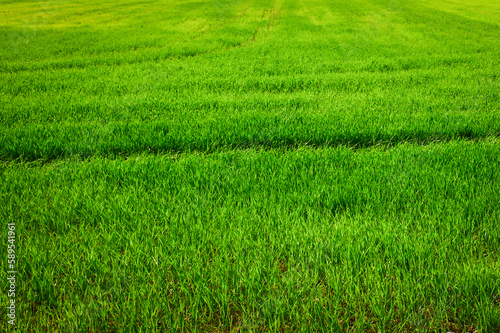 erba verde con linea scura in campo di grano