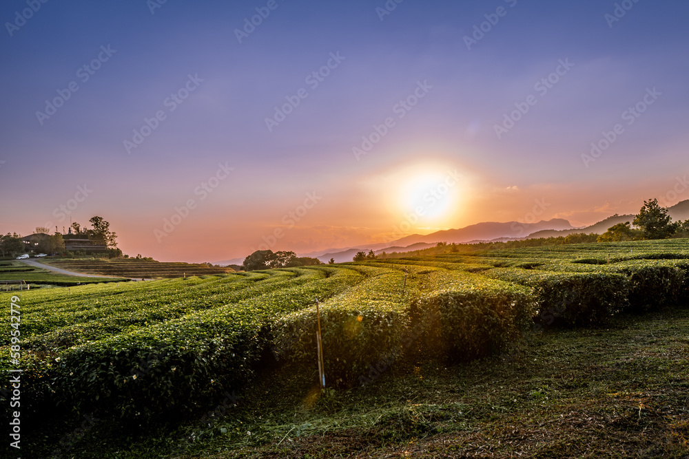 Obraz premium vineyard at sunset