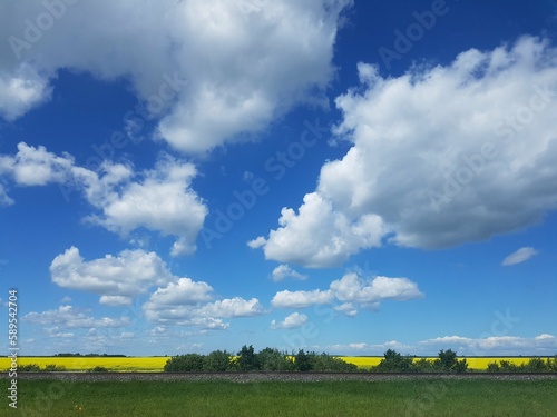 Blue sky and many puffy white clouds over a field. © John