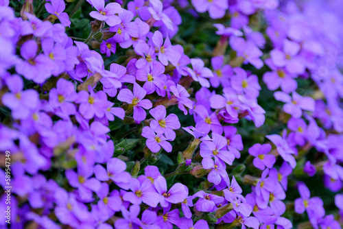 Forget-me-nots flower, aubrieta flower closeup, aubrieta deltoidea, abstract spring background. photo