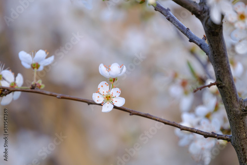 Prunus spinosa or blackthorn  sloe tree blooming in the springtime. .