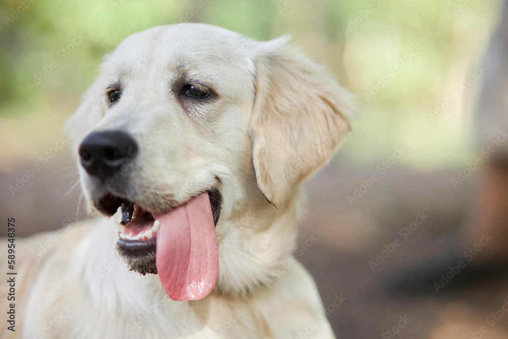 Dog portrait. A shot to the head of a golden retriever looks very interesting. Charming golden retriever on the background of nature. Golden Retriever sticks out his tongue, soft green background.