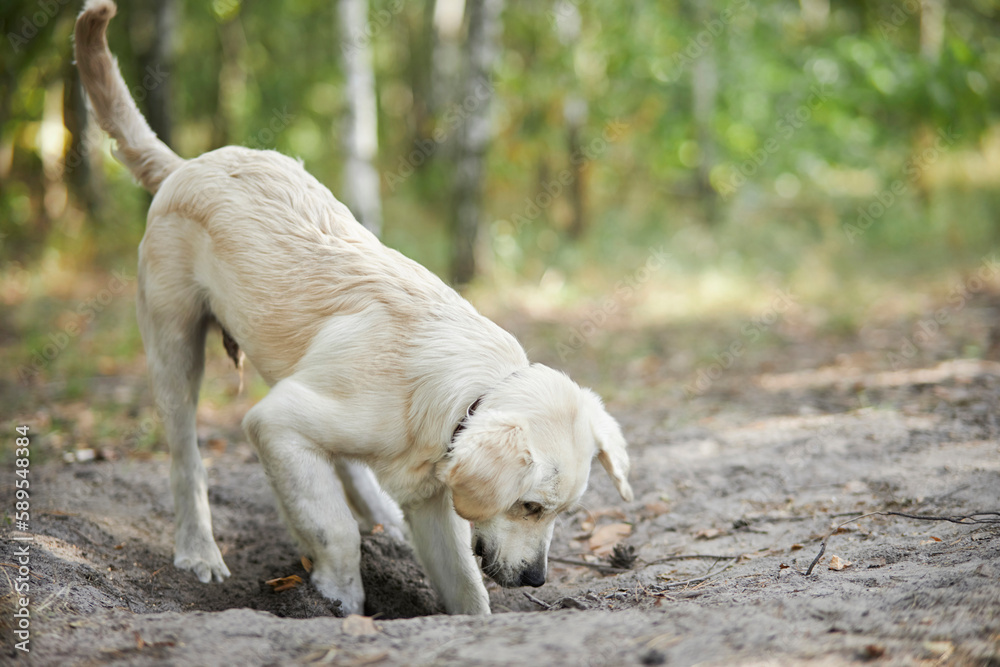 Light colored golden retriever puppy digs a hole in the ground. A male golden retriever puppy is digging a hole in the backyard. white golden retriever is digging. Light colored golden retriever puppy digs a hole in the ground. A male golden retriever puppy is digging a hole in the backyard. white golden retriever is digging.