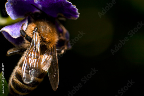 Detalle de abeja en una flor © PeCé