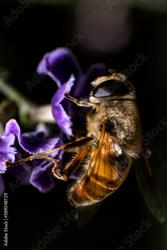 Detalle de abeja en una flor © PeCé
