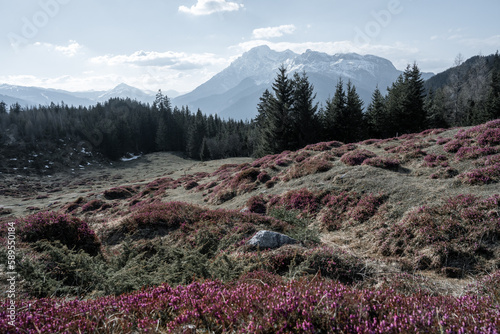 Amazing spring scenery in the mountains with colorful and pink flowers before sunset.