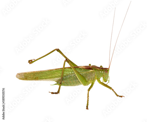 Great green bush-cricket (Tettigonia viridissima) isolated on transparent background © Robin