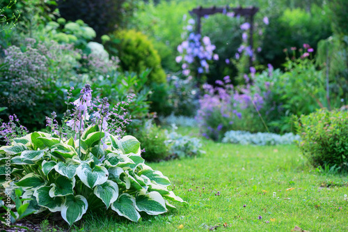 Natural cottage summer garden view in june or july. Hosta, clematis, nepeta (catmint) in full bloom. Curvy pathway.