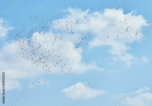 Cumulus clouds on blue sky  texture background