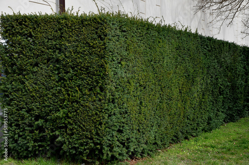 hornbeams, yews and boxwoods shaped into giant cone shapes with rounded cone-shaped tips. Tall hedges of bosquets evergreen rich colors of the French Baroque garden, blue sky photo