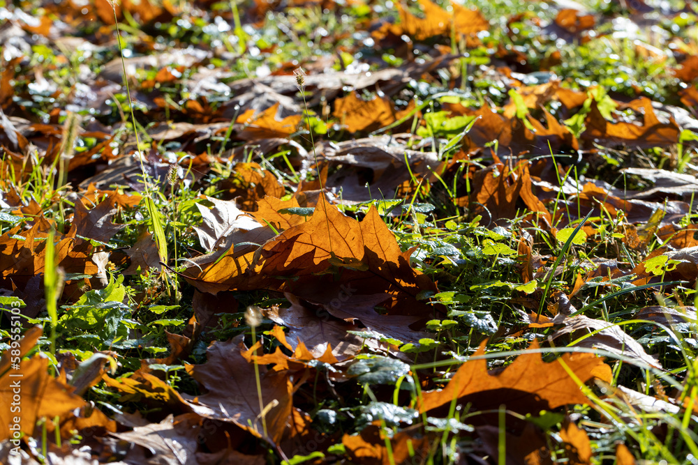 Fallen to the ground dry maple foliage in the autumn season Fallen to the ground dry maple foliage in the autumn season
