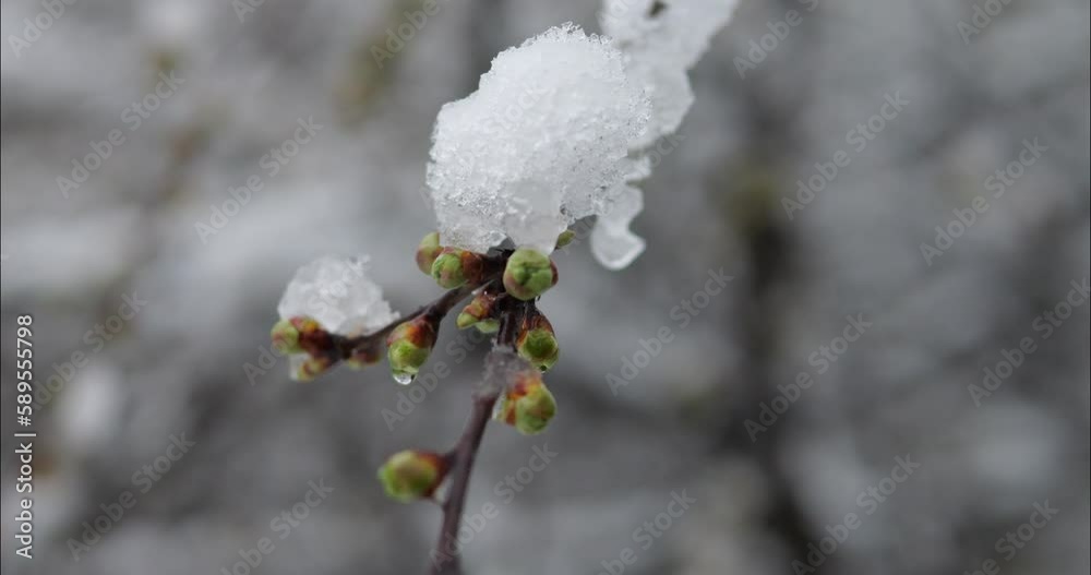 Snow on the branches of a tree with green buds. Late spring. Winter weather in spring. Cold spring. Snow on the branches of a tree with green buds. Late spring. Winter weather in spring. Cold spring.