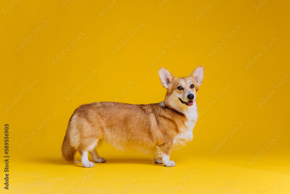 Adorable cute Welsh Corgi Pembroke standing on yellow studio background. Most popular breed of Dog