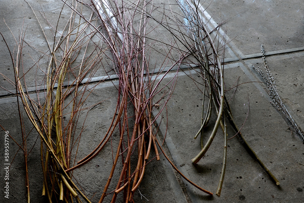 collecting willow rods. compared on the ground in bundles according to
