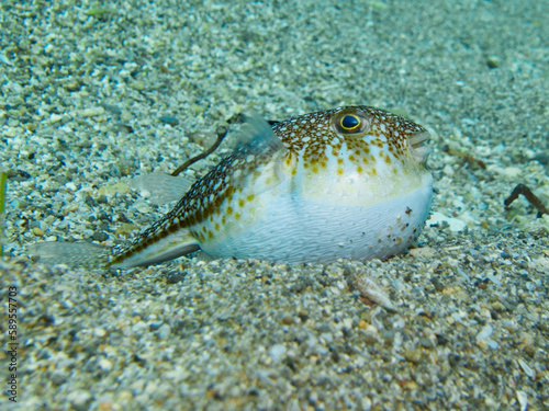 Pufferfish in defensive mode on a sandy seabed