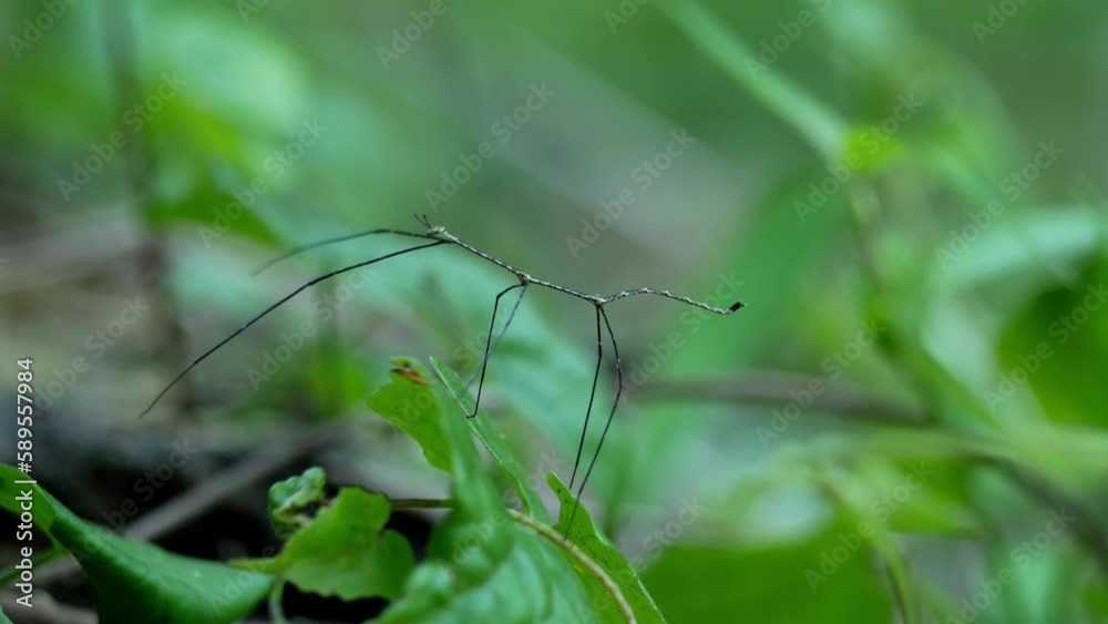 Asian Stick Insect Trying to Camouflage on the Vines Asian Stick Insect Trying to Camouflage on the Vines