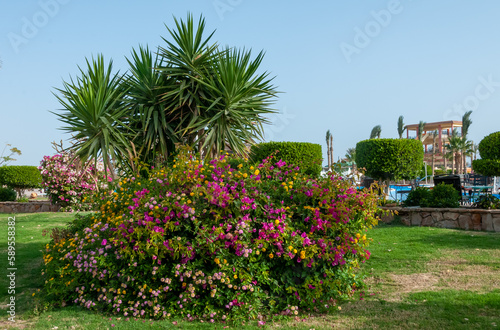 A group of flowering plants and yucca at a hotel in Marsa Alama, Egypt