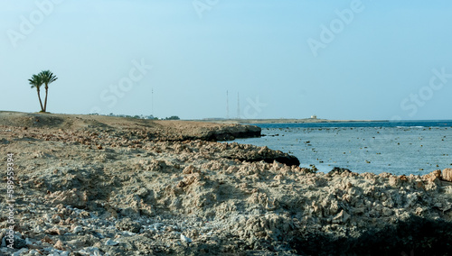 Palm trees on the Red Sea near the hotel in Marsa Alama, Egypt photo