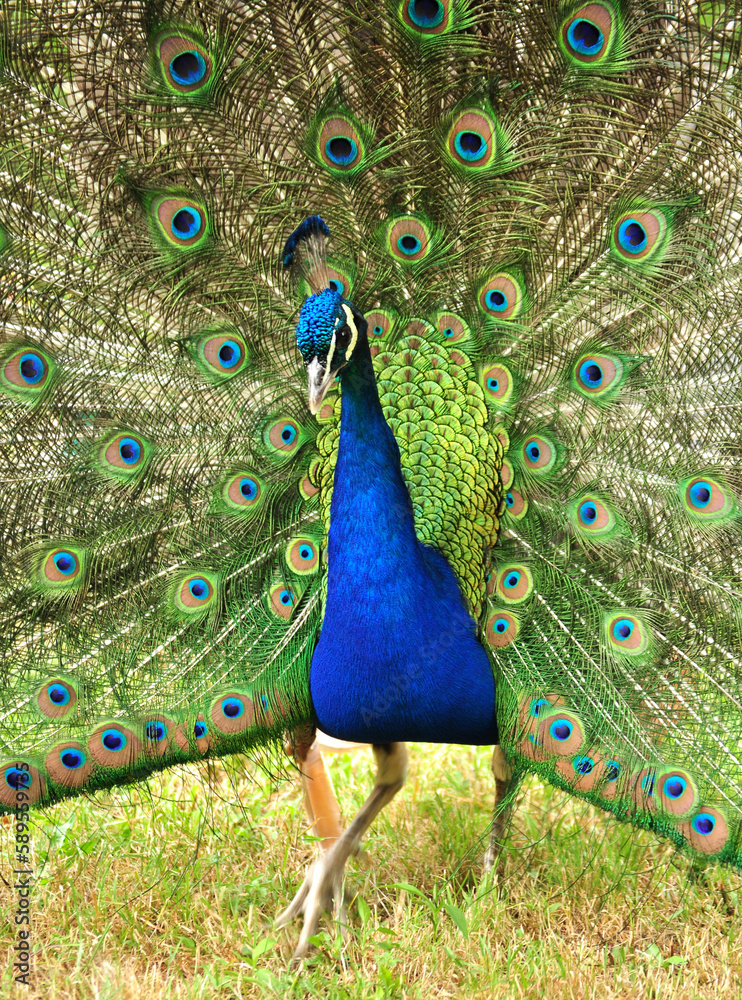 Obraz premium Indian peafowl blue (Pavo cristatus) portrait