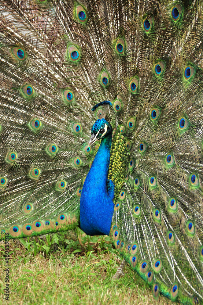 Naklejka premium Indian peafowl blue (Pavo cristatus) portrait
