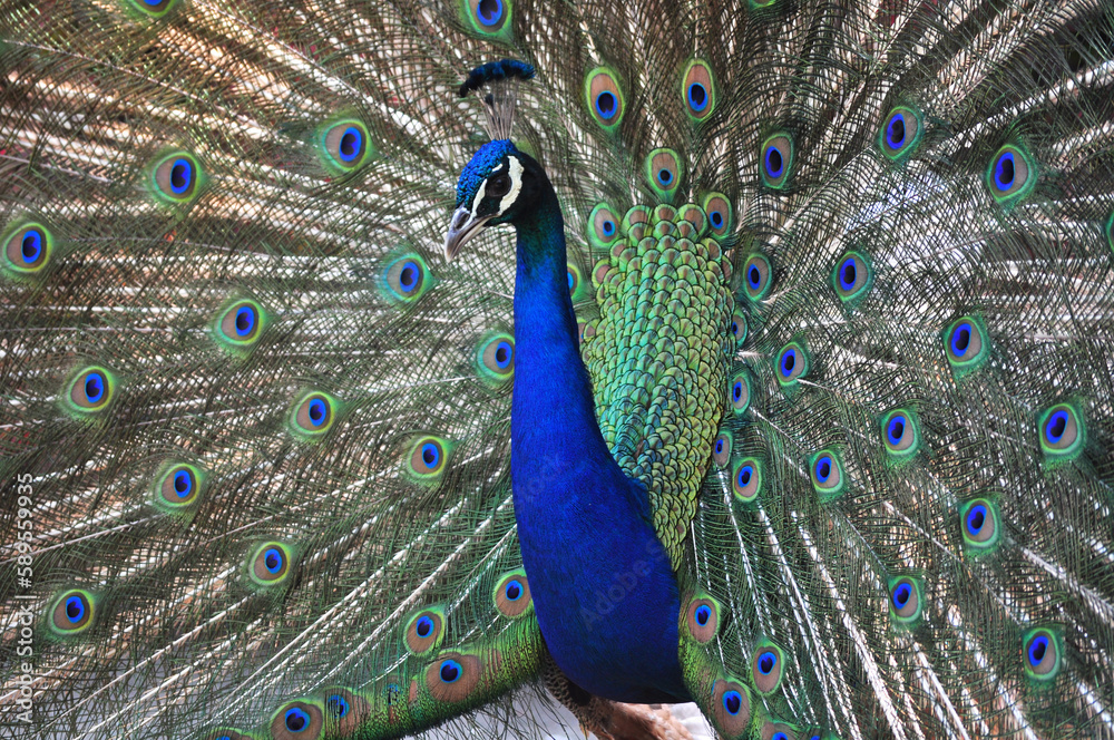 Obraz premium Indian peafowl blue (Pavo cristatus) portrait