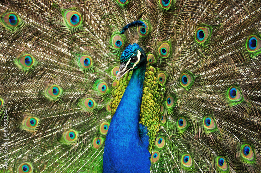 Obraz premium Indian peafowl blue (Pavo cristatus) portrait