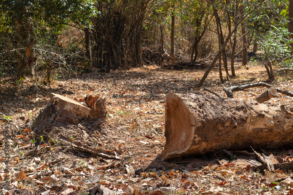 Fototapeta premium Big trees that have been cut down, leaving only tree stumps. Deforestation concept.
