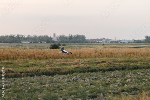 Beautiful stork flying above wheat field in evening light. Stork bird in summer countryside. Atmospheric tranquil moment. Summer grain harvest and rural life