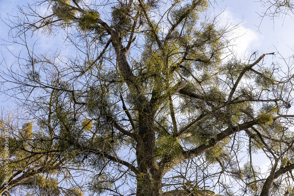 deciduous trees in winter during the day in sunny weather deciduous trees in winter during the day in sunny weather