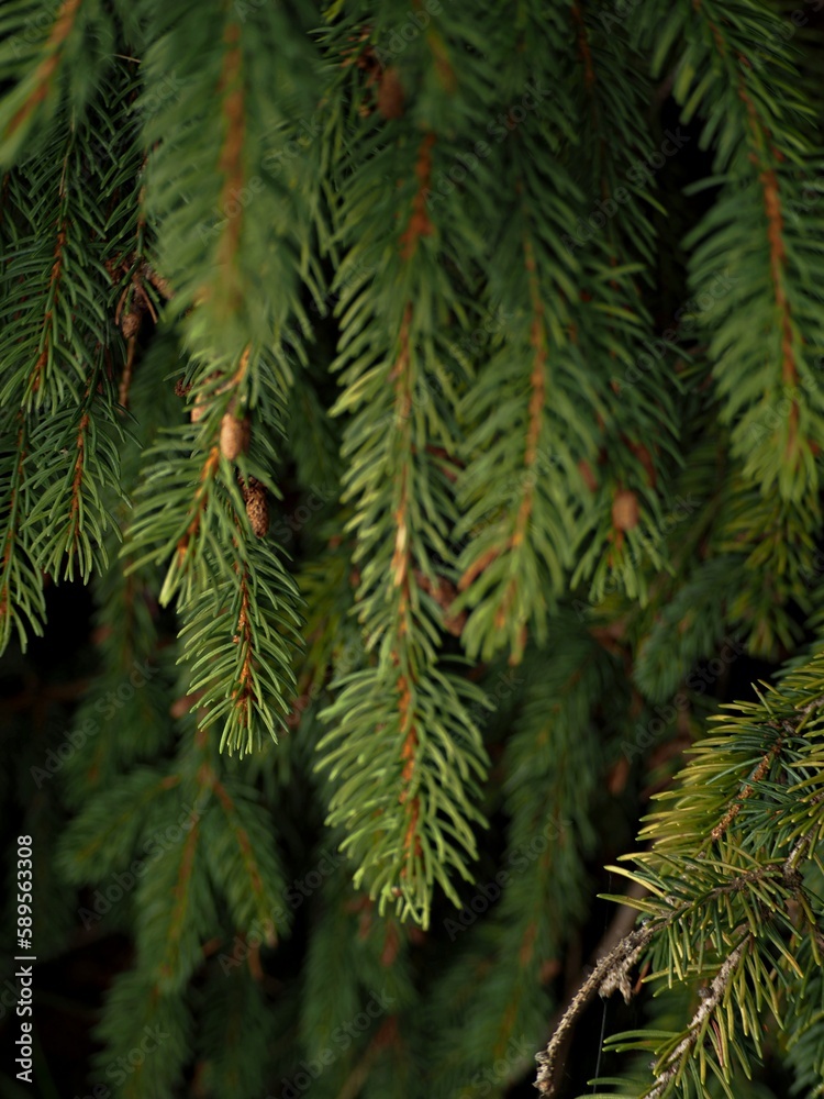 spruce