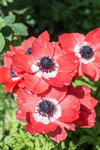 red and white poppy anemone flowers