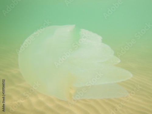 jellyfish in the sea