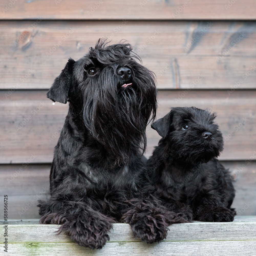 schnauzer puppy with mom