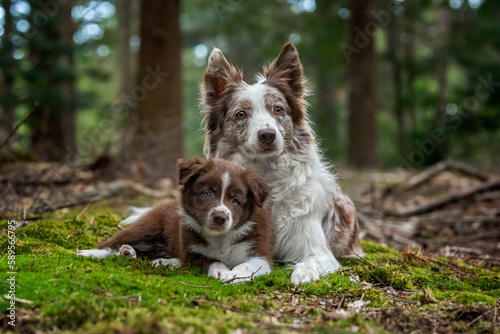 Fotobehang border collie pup with mom