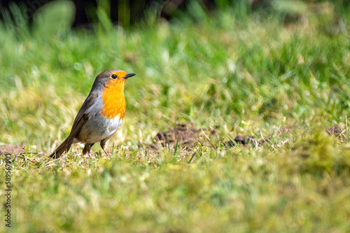 robin on the grass © taddor