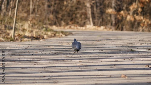 Wild wood pigeon seek for food on a asphalt road in park. Bulgaria, Europe. Hunting object. photo