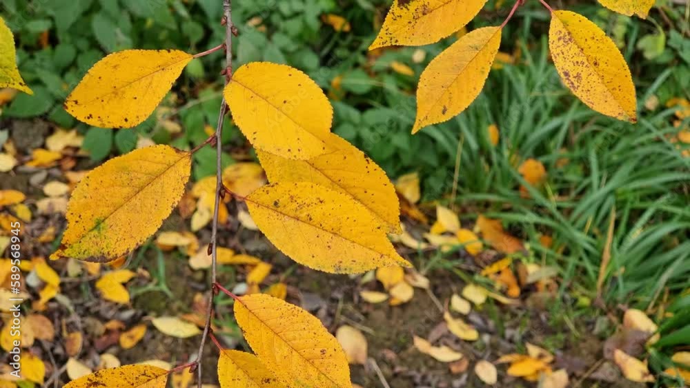 Colorful autumn cherry leaves on tree branches in the park Colorful autumn cherry leaves on tree branches in the park