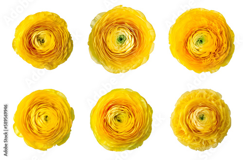 Assorted yellow ranunculus flower heads on transparent PNG background. Generative AI.