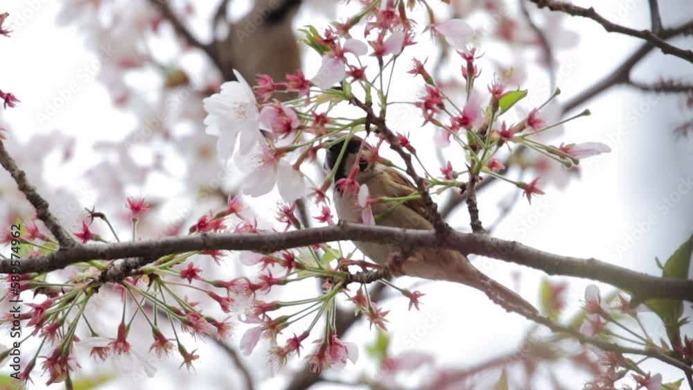 cherry blossom in spring
