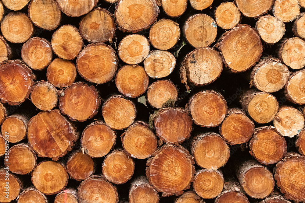 Pile of wood logs stumps for winter / wallpaper wood log / Hintergrund / Holz / Oberfläche / Abstrakt / Retro / Alt / Grafisch / Braun / Muster / Background / Wood brown grunge texture background
