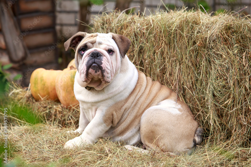 dog breed english bulldog dog breed english bulldog