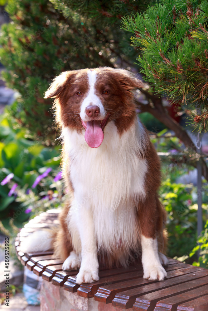 Dog breed Border Collie