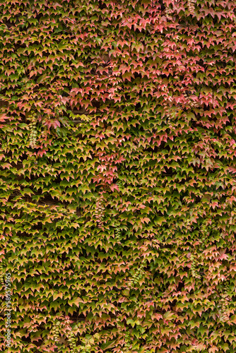 Efeu / Hintergrund / Blatt / Blätter / Oberfläche / Abstrakt / Retro / Hintergründe / Grafisch / Grün / Rot / Muster / Background / Hedge with green lush foliage growing outside of building facade