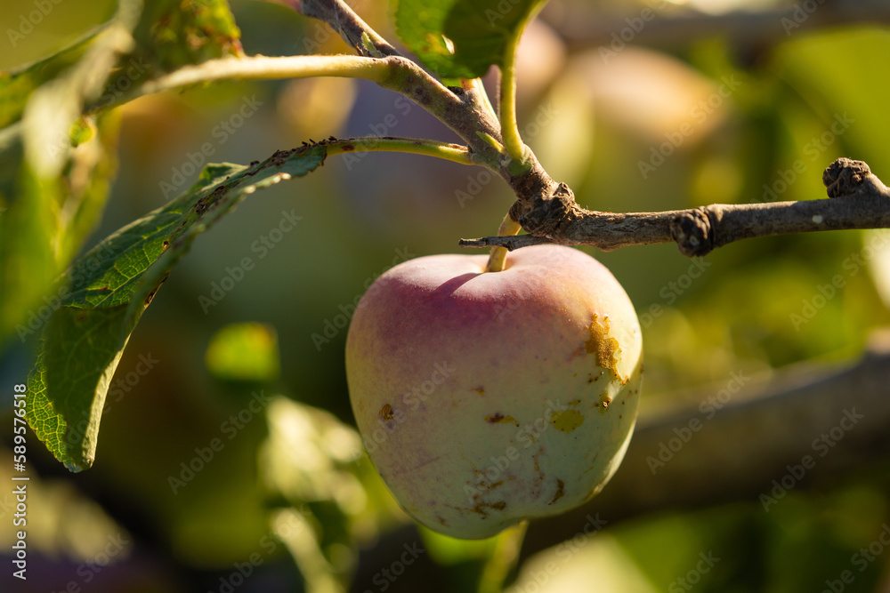 Plums ripening, hanging from the branches of a Prunus brigantina tree, example of fruit cultivation in rural areas of Spain Plums ripening, hanging from the branches of a Prunus brigantina tree, example of fruit cultivation in rural areas of Spain