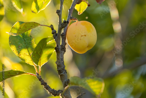 Plums ripening, hanging from the branches of a Prunus brigantina tree, example of fruit cultivation in rural areas of Spain photo