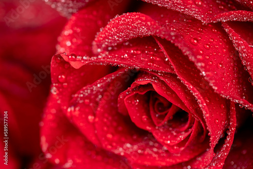 Beautiful fresh red rose in water drops
