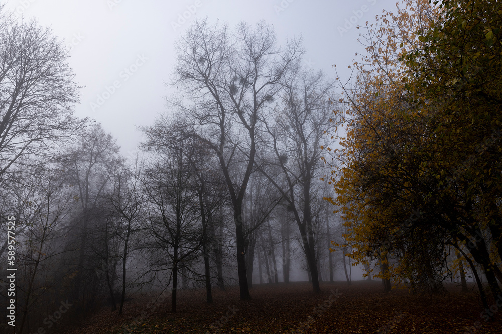 tree trunks without foliage in the autumn season